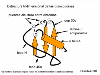 Three dimensional structure of chemokines