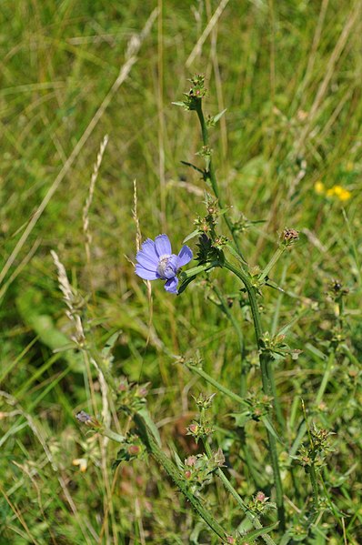 File:Cichorium intybus - whole plant, flowers (18653130299).jpg