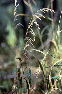 <i>Cinna</i> (plant) Genus of grasses