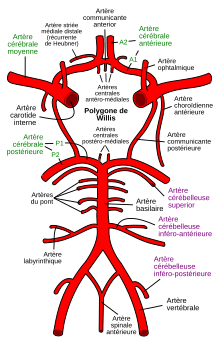 Circle of Willis fr.svg