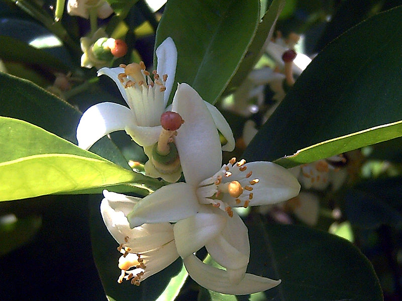 File:Citrus sinensis CloseupFlowerSolanadelPino.jpg