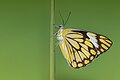 * Nomination Close wing basking position of Belenois aurota (Fabricius, 1793) - Pioneer (3) WLB --Anitava Roy 16:56, 12 May 2023 (UTC) * Decline soft - and upscaled to 6000 x 4000 --Charlesjsharp 10:50, 13 May 2023 (UTC)