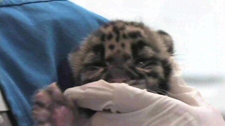 ไฟล์:Clouded Leopard Cubs in Nashville Zoo.mp4.ogv