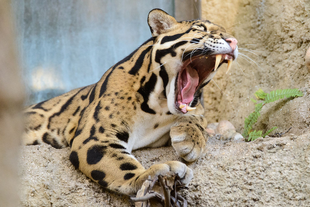 Treleopard (Neofelis nebulosa)