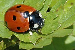 Coccinella septempunctata Wikipedia