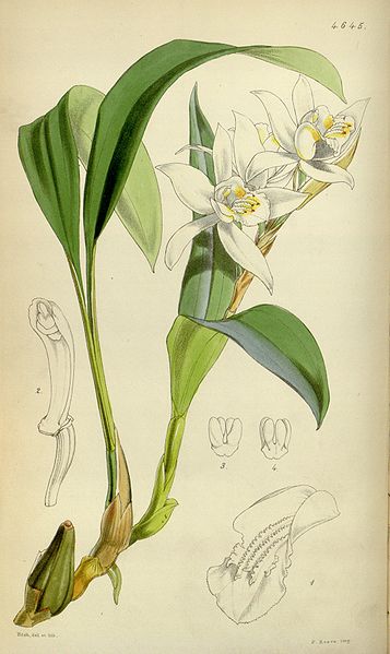 File:Coelogyne cumingii - Curtis' 78 (Ser. 3 no. 8) pl. 4645 (1852).jpg