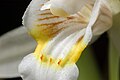 Coelogyne flaccida Labellum