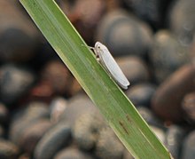 Cofana (برش داده شده) .jpg