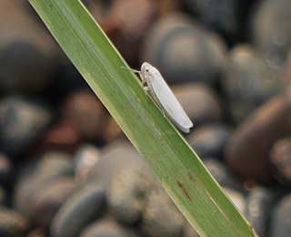 <i>Cofana</i> Genus of leafhoppers