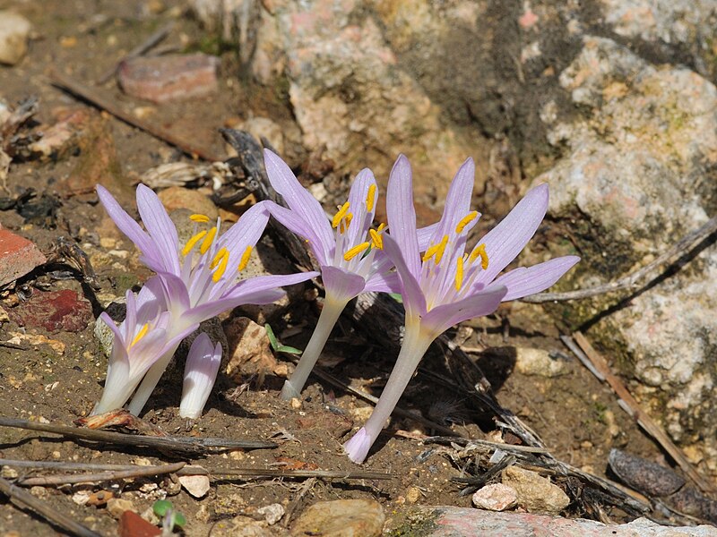 File:Colchicum stevenii 2.JPG