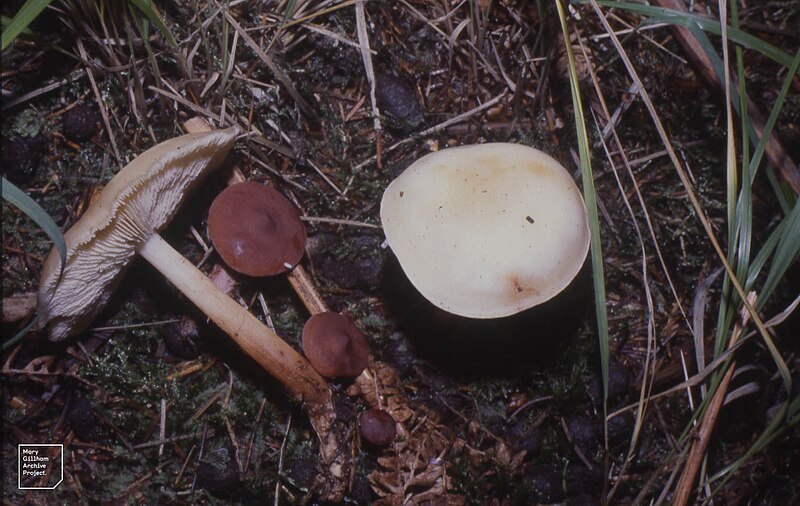 File:Collybia maculata (22843666658).jpg