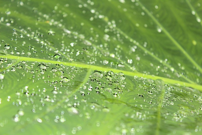 File:Colocasia leaf @ Kanjirappally.jpg