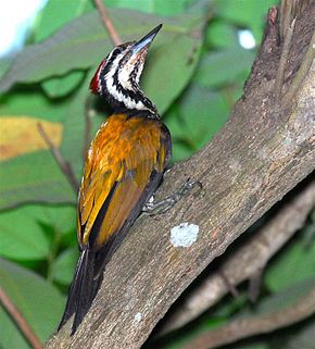 Beskrivelse av Common Flame-back Woodpecker.jpg-bildet.