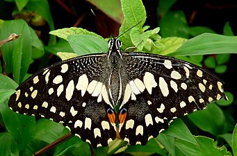 Papilio demoleus (Common Lime Butterfly), upper-side