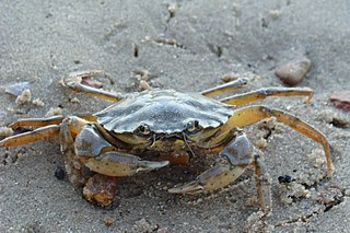 Die Gemeine Strandkrabbe, auch