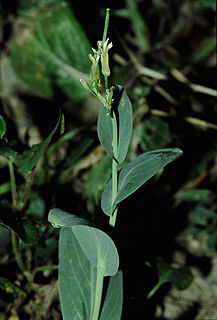 <i>Conringia orientalis</i> Species of flowering plant