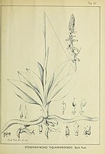 Thumbnail for File:Contributions du Jardin botanique de Rio de Janeiro (1901) (20659848266).jpg