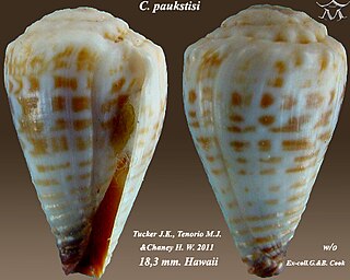 <i>Conus paukstisi</i> Species of sea snail