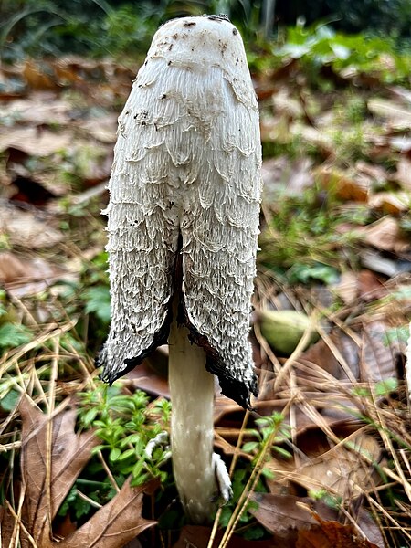 File:Coprinus comatus 337871770.jpg