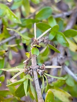 Coprosma propinqua 320026629.jpg