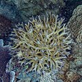 * Nomination Coral (Seriatopora hystrix), Anilao, Philippines --Poco a poco 15:22, 27 June 2024 (UTC) * Promotion Good quality. --Snowmanstudios 04:57, 28 June 2024 (UTC)