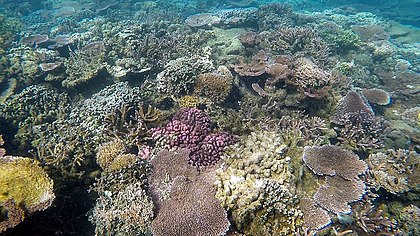 Coral off the coast of Upolu, Samoa Coral scene on Palolo Deep Apia Samoa.jpg