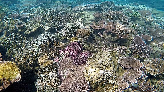 Coral off the coast of Upolu, Samoa