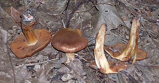<i>Cortinarius orellanus</i> Species of fungus