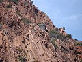 Corse-04914-réserve de Scandola-nid balbuzard.jpg
