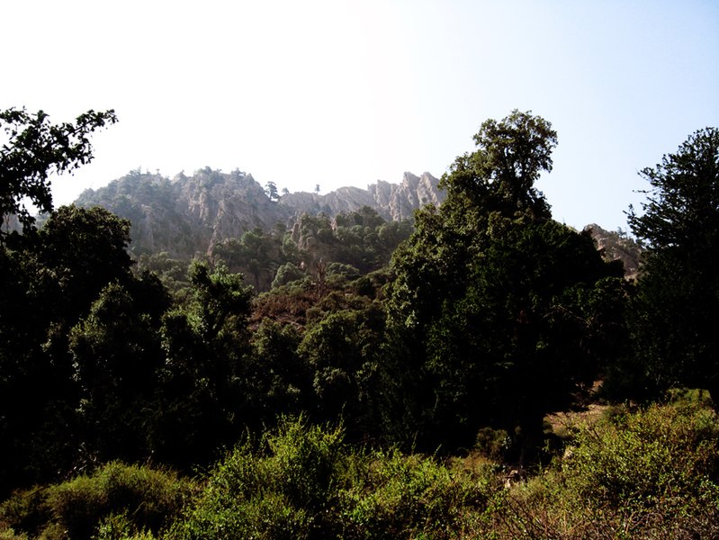 File:Cortège florestique à Ikiss - panoramio.jpg