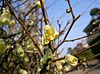 Corylopsis pauciflora