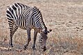 Zebra Crawshayova v národním parku showing
