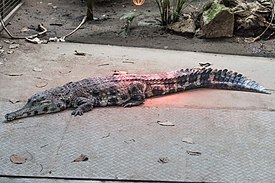 Crocodylus cataphractus in Nyíregyháza Zoo 20 July 2020 JM.jpg