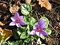 Crocus ligusticus among cyclamens