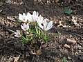 Crocus versicolor 'Picturatus'.jpg