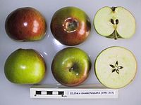 Cross section of Zelyonka Kharkovskaya, National Fruit Collection (acc. 1951-217) .jpg