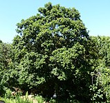 Cryptocarya latifolia, plante-hôte