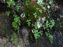 Cryptogramma stelleri 5536193 4x3.jpg