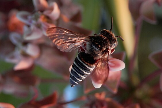 Hymenoptera