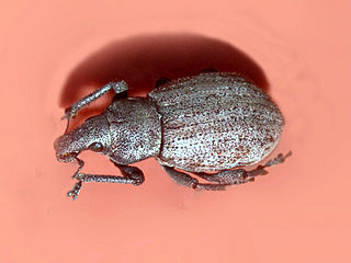 <i>Barynotus</i> Genus of beetles