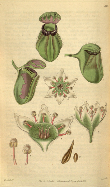 File:Curtis's Botanical Magazine, Plate 3119 (Volume 58, 1831).png