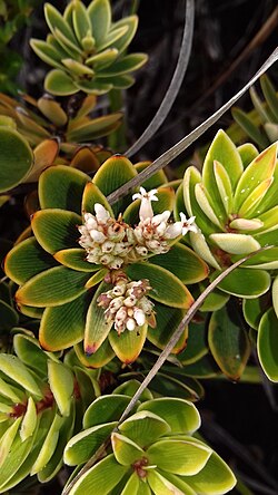 Cyathopsis albicans en fleurs (Pic aux Chèvres, Mont Dore, Province Sud, Nouvelle-Calédonie).jpg