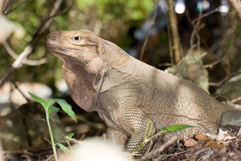 File:Cyclura pinguis2.jpg