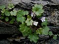 Cymbalaria muralis