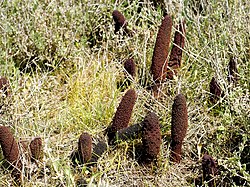 Cynomorium coccineum (habitat).jpg