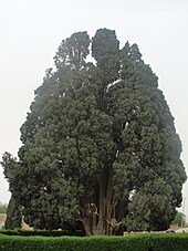 4000-year-old Cypress of Abarkuh, Iran