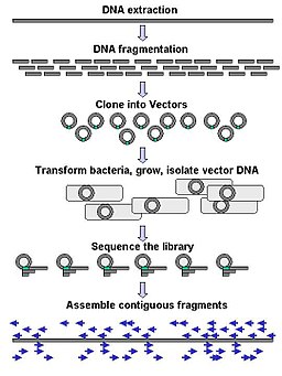 DNA Sequencing gDNA libraries