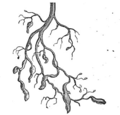 Dactylosphaera vitifolii 2 meyers 1888 v13 p621.png