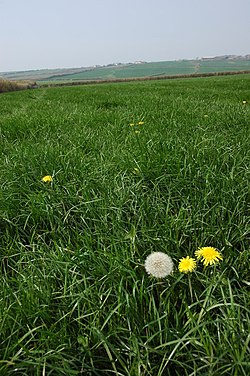 Löwenzahn in einem Feld in der Nähe von West Youlstone - geograph.org.uk - 407316.jpg