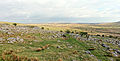 * Nomination Moorland near Princetown, Dartmoor, England.--Velvet 19:05, 29 May 2014 (UTC) * Promotion Good quality. --Mattbuck 23:56, 3 June 2014 (UTC)